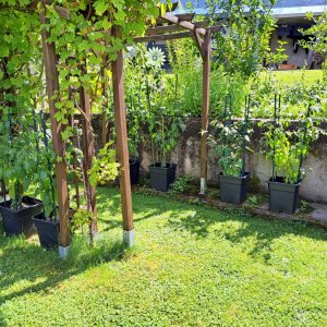 Capsicum Pubescens 070724 01.jpg