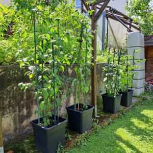 Capsicum Pubescens 070724 02.jpg