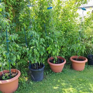 Capsicum Pubescens 070724 03.jpg