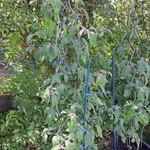 Big Brown Rocoto 070724.jpg