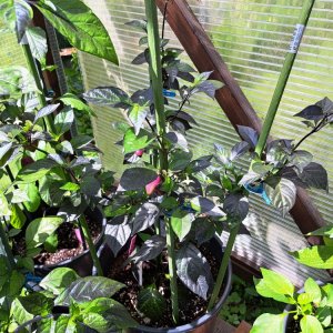 PDN x Douglah 070724 01.jpg