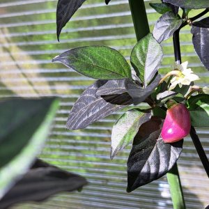 PDN x Douglah 070724 02.jpg