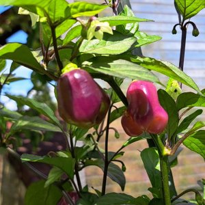 PDN x Douglah 070724 03.jpg