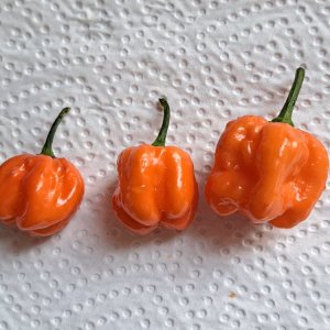 Pockmark Orange 280724.jpg