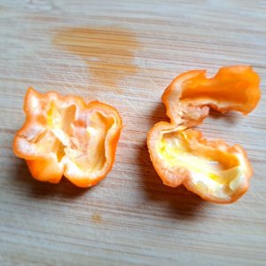 Pockmark Orange 290724 02.jpg