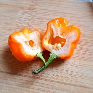 Pockmark Orange 290724 01.jpg