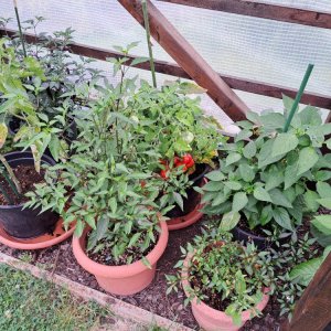 Chiligarten 010824 01.jpg