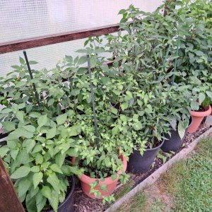 Chiligarten 010824 02.jpg