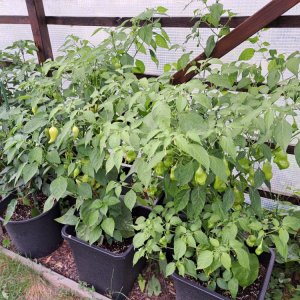 Chiligarten 010824 03.jpg