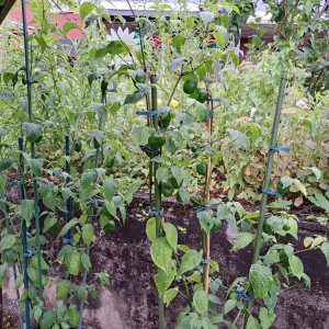 Chiligarten 010824 04.jpg