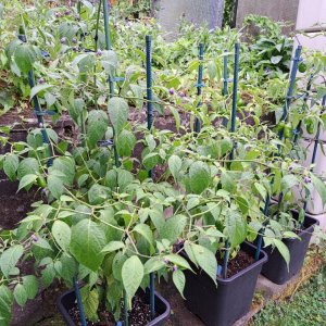 Chiligarten 010824 05.jpg