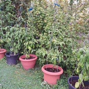 Chiligarten 010824 09.jpg