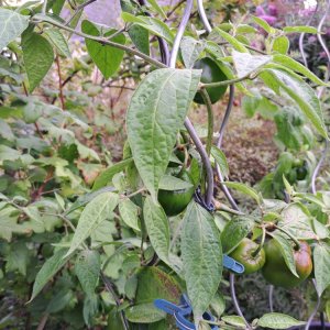 Chiligarten 010824 10.jpg