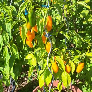 Rocoto Turbo Pube 240824.jpg