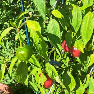 Giant Rocoto 240824.jpg