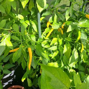 Peperoni gelb 240824.jpg