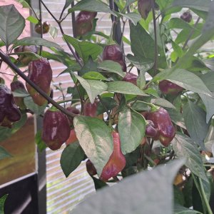 PDN x Douglah 240824.jpg