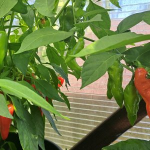 Piment Vegetarian 240824 01.jpg