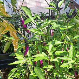 Buena Mulata 240824.jpg