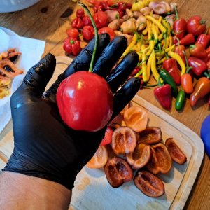 Chili Verarbeitung 250824.jpg