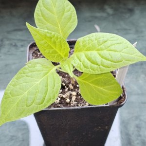 20250213_Rocoto Quintana.JPG