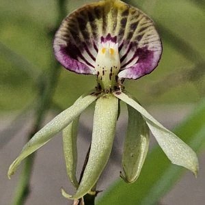 20250207_Black Orchid2.JPG