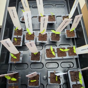 20250224_Annuum.JPG