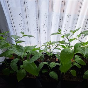 Chili 290325 01.jpg