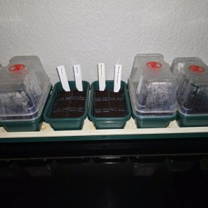 20250329_Tomaten.JPG