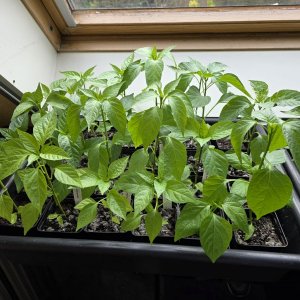 20250330_Annuum-SW-Fenster.JPG
