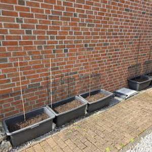 20250420_Tomatencontainer.JPG
