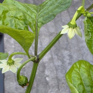 20250428_Habanero El Remo.JPG