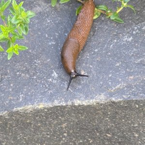 20250428_Nacktschnecke.JPG