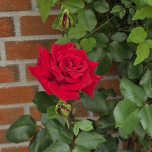 20250504_Rose.JPG