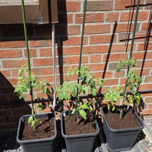 20250511_Tomaten2.JPG