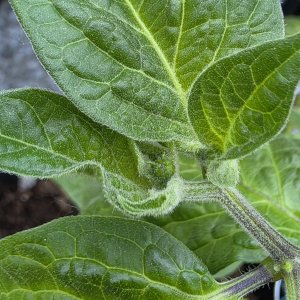 20250511_Rocoto Chedraui.JPG