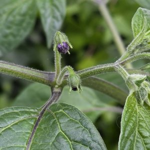 20250522_Rocoto Quintana.JPG