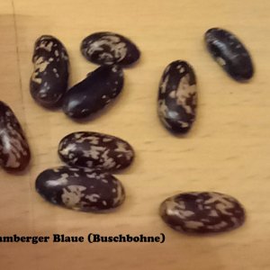 Bamberger Blaue_Busch.jpg
