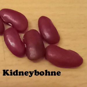 Kidneybohne.jpg