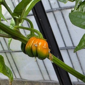 20250530_Habanero El Remo.JPG