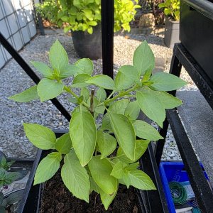 20250603_Lemon-Basilikum2.JPG