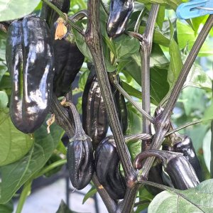 20250625_VSRP Poblano Black.JPG