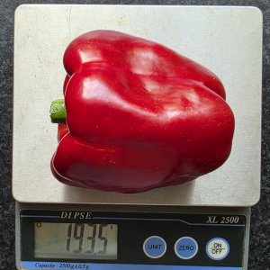 20250713_Pimento de Sabugal1.JPG