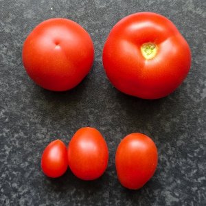 20250718_Tomatenernte.JPG