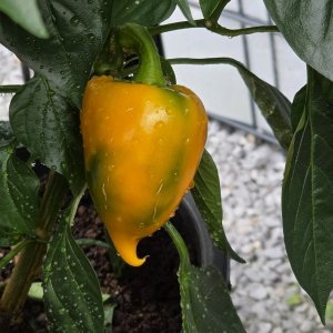 20250726_Lesya Orange.JPG