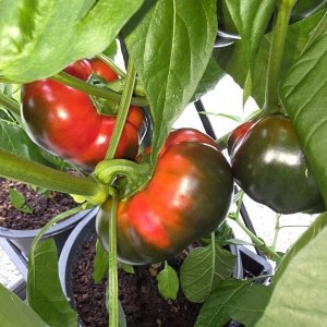 20250726_Pimento de Sabugal.JPG