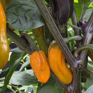 20250807_VSRP Poblano Golden.JPG