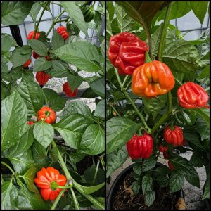 20250808_Habanero El Remo.jpg