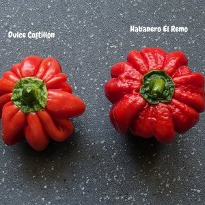 20250809_Habanero El Remo-Dulce Costillón3.jpg