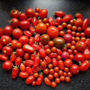 20250817_Tomaten.JPG